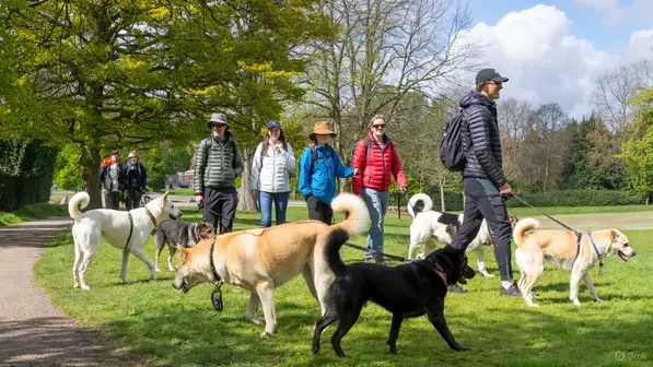 Dog Walks
